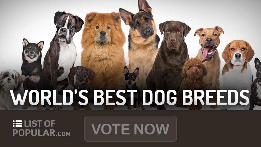 Best Dog Breeds in the World | Top 10 List and Ranking