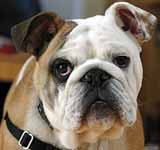 Bulldog