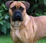 Bullmastiff