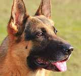 German Shepherd