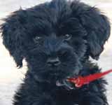 Portuguese Water Dog