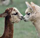 Alpacas