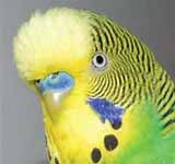 Budgie