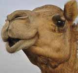 Camels