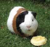 Guinea Pigs