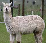 Alpaca