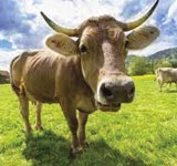 Cow