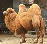 Domestic Bactrian Camel