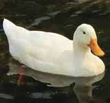 Domestic Duck