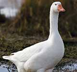 Domestic Goose