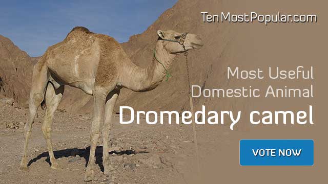 Dromedary camel