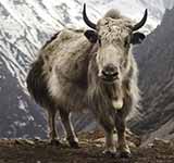 Yak