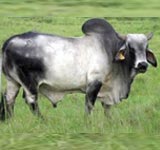 Zebu