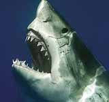 Great White Shark