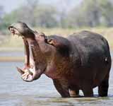 Hippopotamus