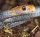 Coastal Taipan