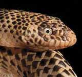 Dubois' Sea Snake