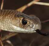 Eastern Brown Snake