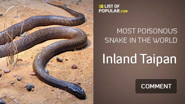 Inland Taipan