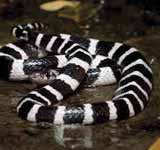 Many-banded Krait