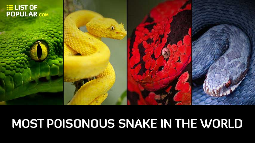 Most Poisonous Snake in the World - Top 10 List