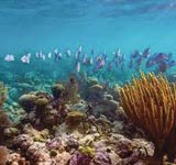 Belize Barrier Reef