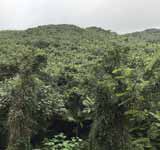 El Yunque National Forest