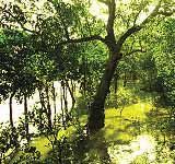 Sundarbans