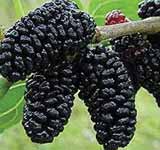 Black mulberry