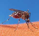 Chikungunya