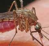 Japanese encephalitis