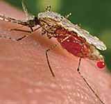 Malaria