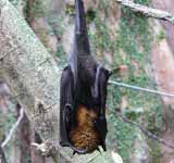 Nipah virus infection