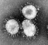 SARS coronavirus