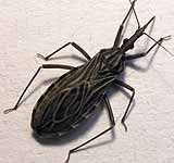 Trypanosomiasis
