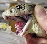 Snake Milker